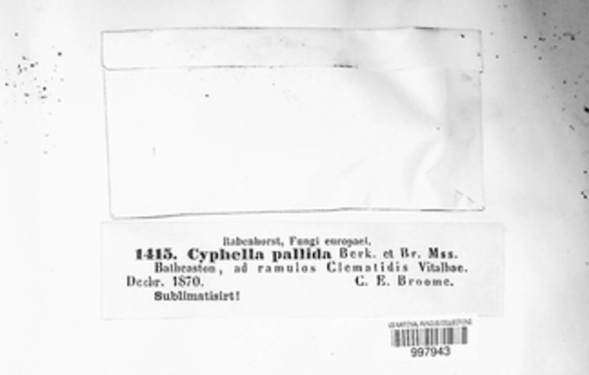 Cyphella pallida image